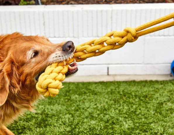 LS_080923_TopTugger_Gold_OutdoorDog_0242_1800x1400_fb9424c3-e0a1-49fd-a676-ba6e9d68aac6