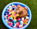 toy-woolie-beach-ball-1