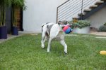 toy-woolie-beach-ball-1