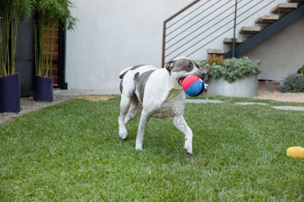 beachball-lifestyle